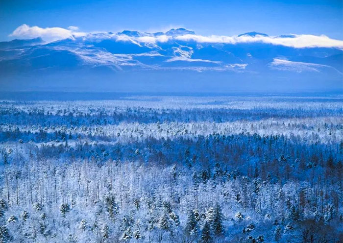 Forests of Changbai Mountain in Winter