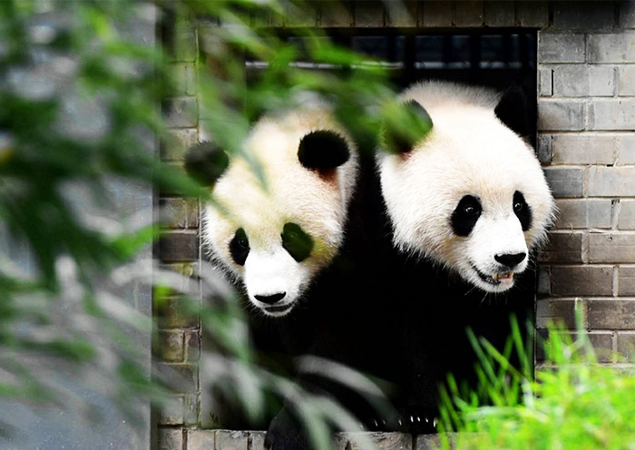 Giant Pandas at Chengdu Panda Base
