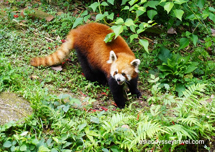 Red Pandas at Chengdu Panda Base
