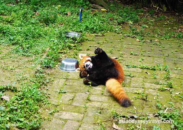 Red Pandas