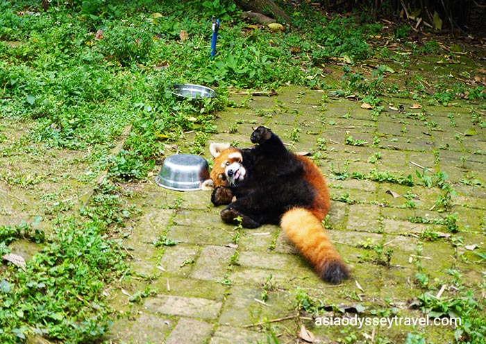 Lovely Red Panda