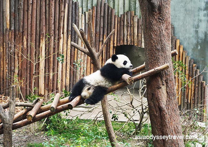 Panda Hometown, Chengdu