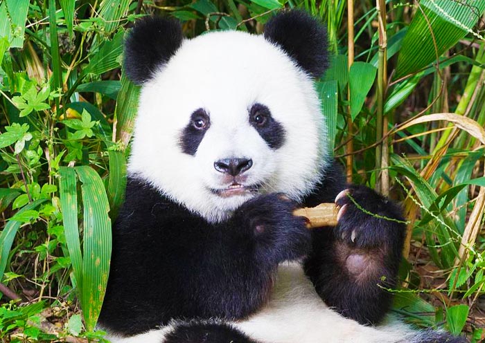 Chengdu Research Base of Giant Panda Breeding