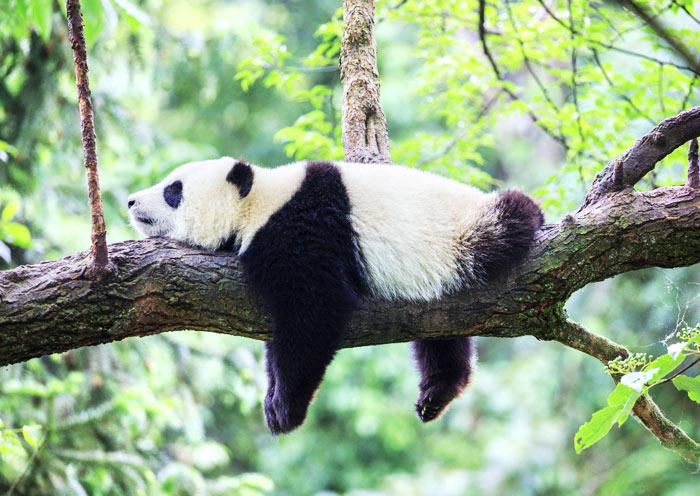 How to Plan A Chengdu Tour | Useful Chengdu Planning Guide