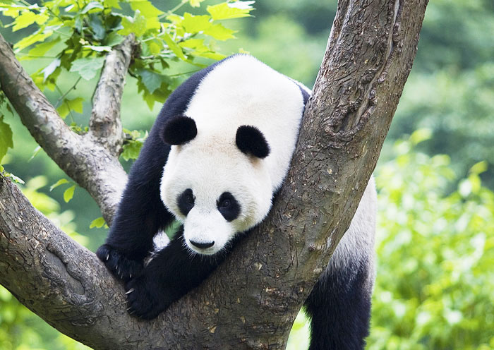 Chengdu Research Base of Giant Panda Breeding Chengdu Research Base of Giant Panda Breeding