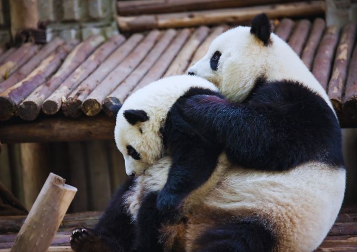 Panda Hometown, Chengdu