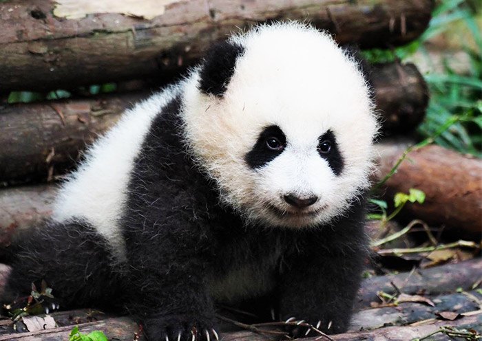 Giant Panda in Chengdu Panda Base, Sichuan
