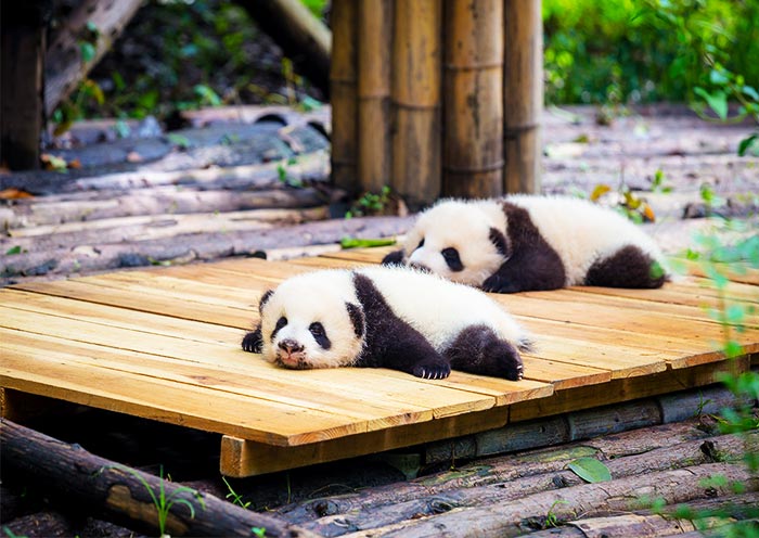 Giant Panda in Chengdu Panda Base, Sichuan