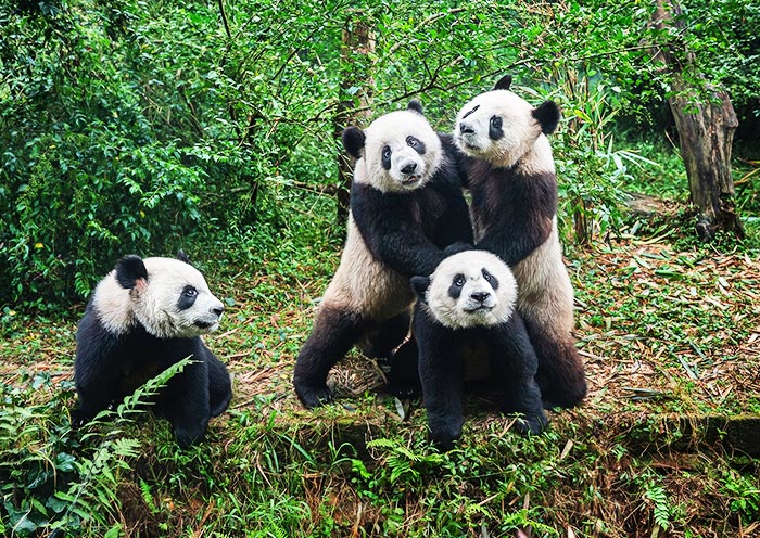 Giant Pandas at Chengdu Panda Base