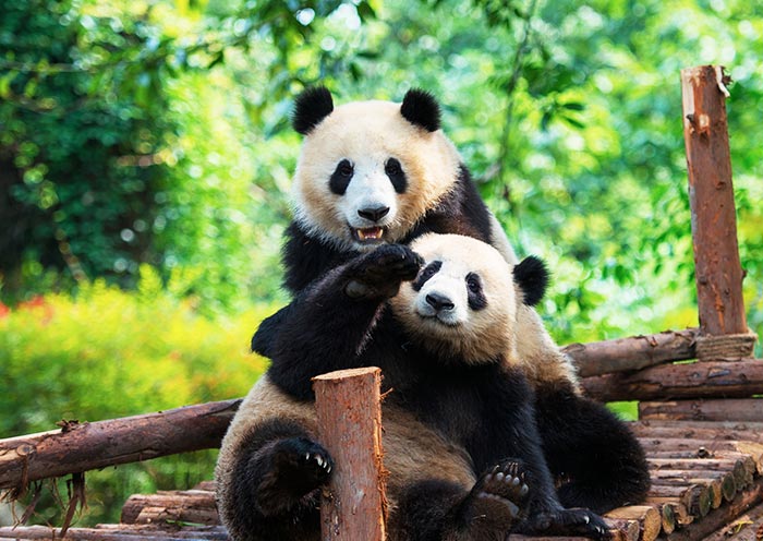 Cute Pandas at Chengdu Panda Base