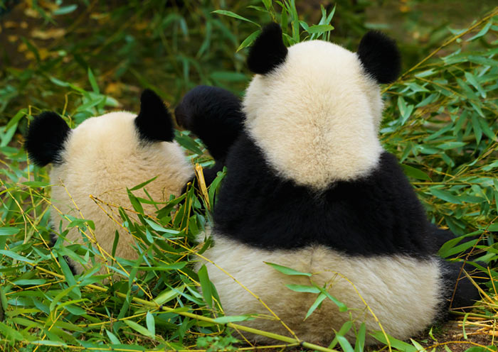 Chengdu Panda Tour