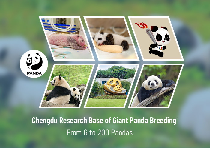 Panda Tours, China Panda Tours, Top 10 Panda Tours 2024