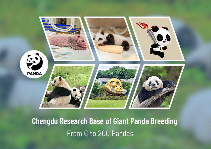 Panda Tour 