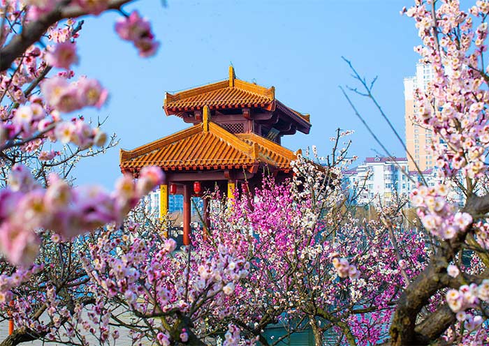 Chengdu in Spring