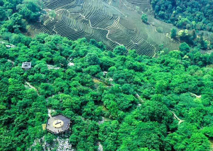 China Tea Museum Longjing Branch