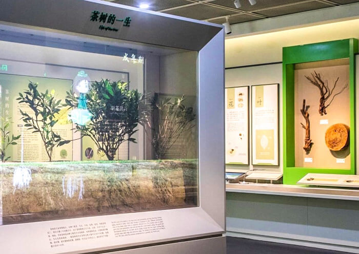China Tea Museum Shuangfeng Branch China Tea Museum Shuangfeng Branch