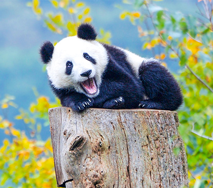 China Tours from Chengdu