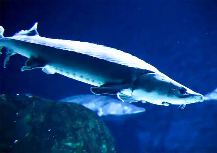 Chinese Sturgeon