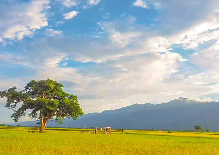 Chishang Golden Rice Fields