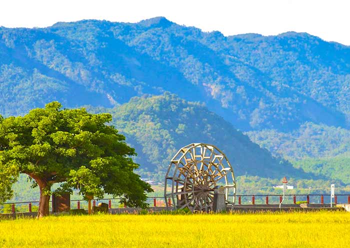 Chishang Golden Rice Fields