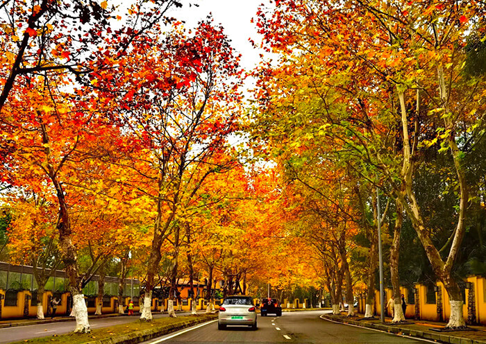 Chongqing Autumn