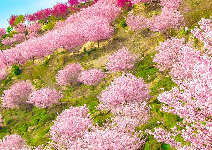 Chongqing Spring