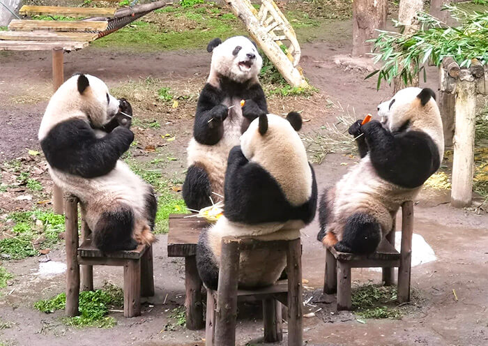 Chongqing Zoo