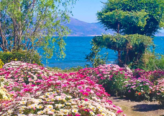 Spring Blossoms by Erhai Lake
