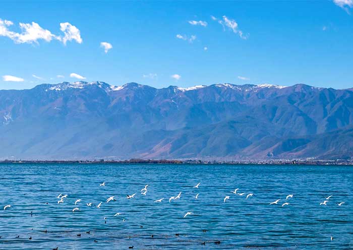 Birdwatching by Erhai Lake