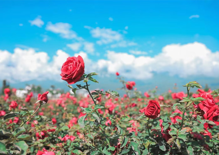 Flower Garden in Dali