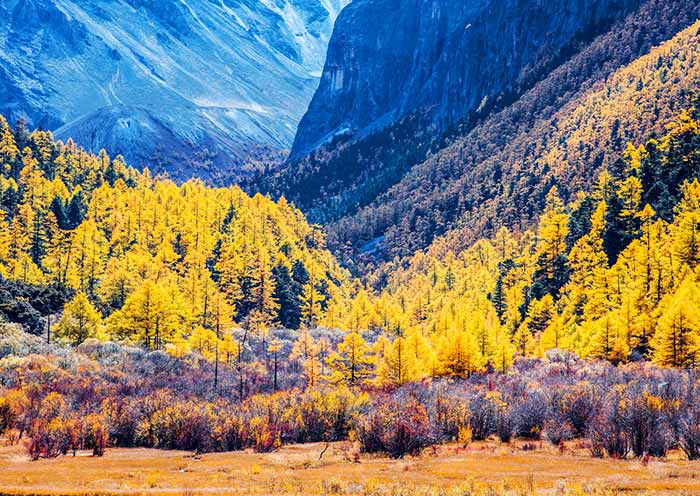 Visit Yading Nature Reserve in Autumn