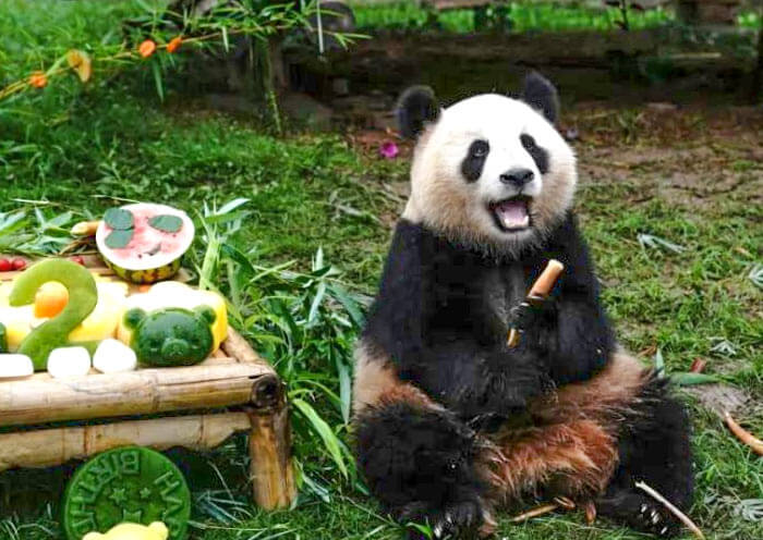 Panda Birthday Cake Panda Birthday Cake