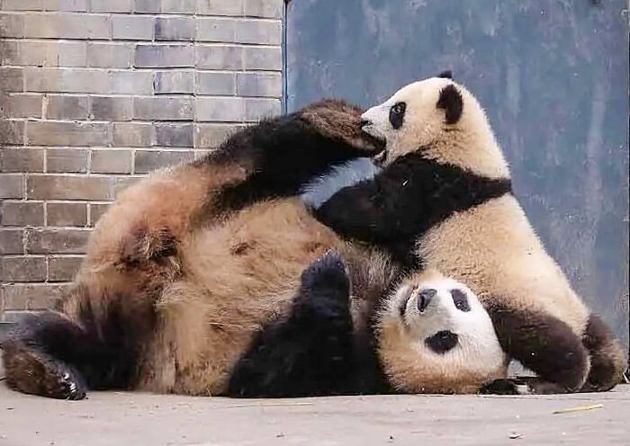 Panda Mom and Baby Panda Mom and Baby