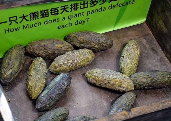 Panda Poo, Dujiangyan Panda Base Panda Poo, Dujiangyan Panda Base