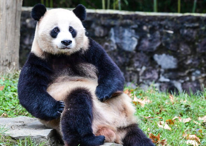 Panda Cao Cao Panda Cao Cao