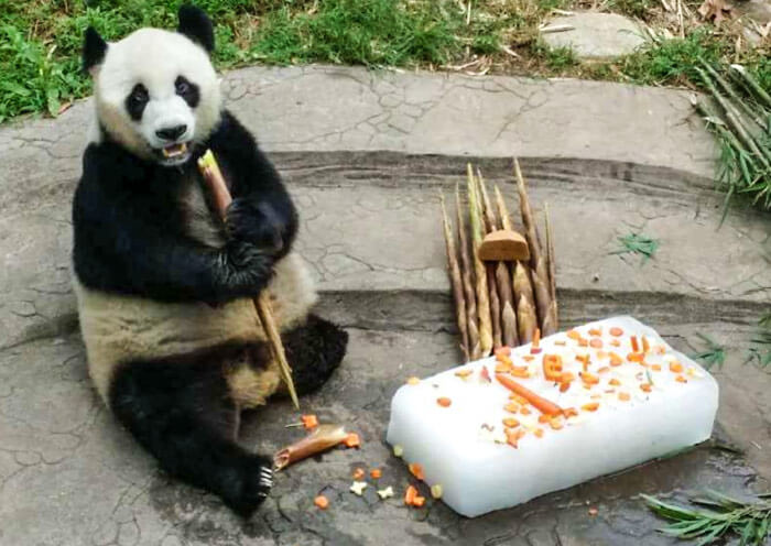 Panda Dai Li Panda Dai Li