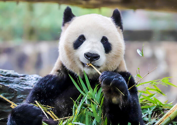 Panda Hua Mei Panda Hua Mei