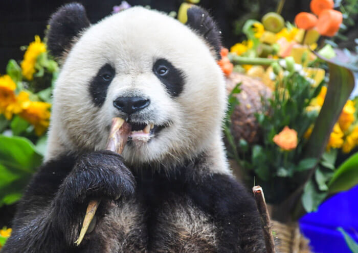 2 Day Dujiangyan Panda Volunteer Tour & Mount Qingcheng Kung Fu Lesson