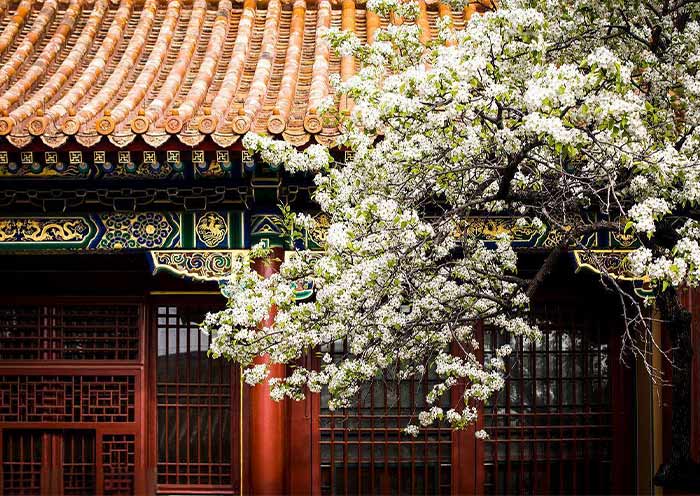 Forbidden City in Spring