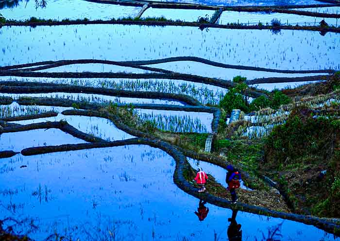 Fujian Youxi Rice Terraces in Blue Hue