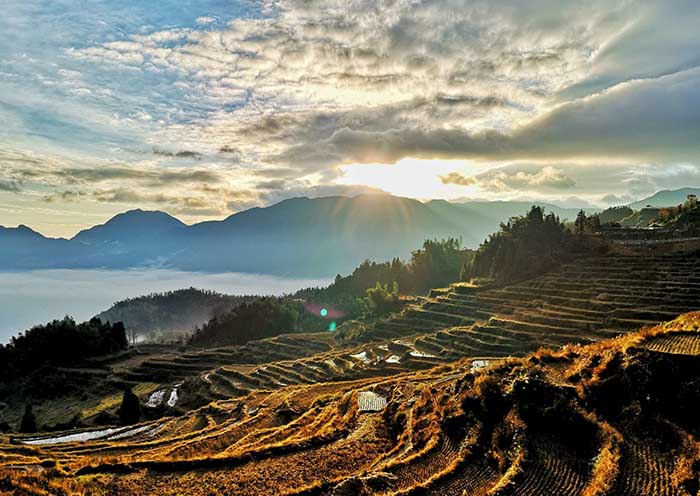 Harvest Season, Youxi Rice Terraces, Fujian