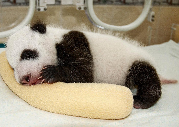 Panda Cubs