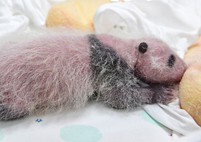 Giant Panda Baby Giant Panda Baby