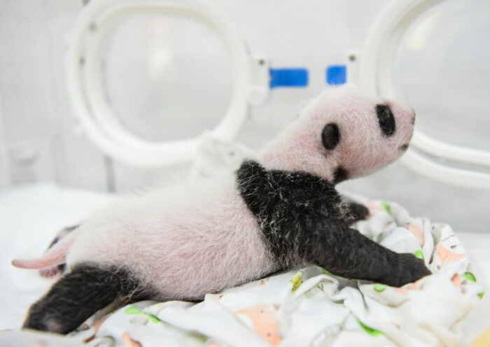 Panda Cubs