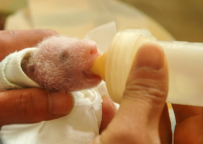 Giant Panda Baby