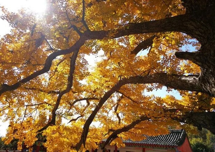 View Ginkgo Tree