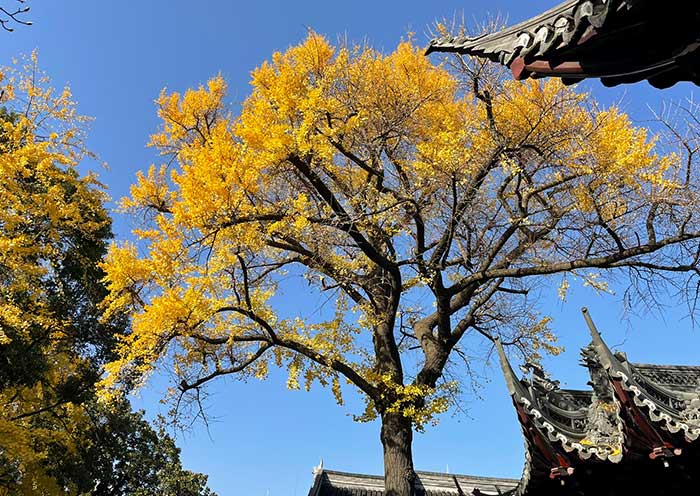 Yu Garden