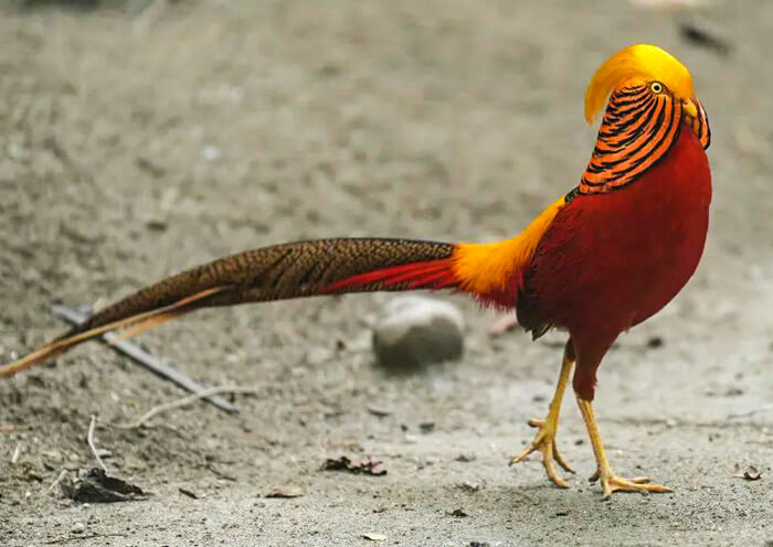 Golden Pheasant, Panda Companion Animal Golden Pheasant, Panda Companion Animal