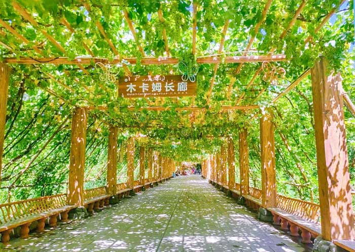 Turpan Grape Valley is full of grapes