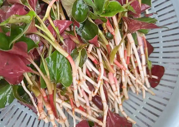 Fresh Fish Mint